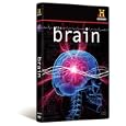 Brain