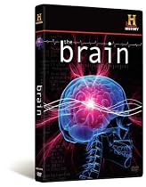 The Brain