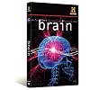 The Brain