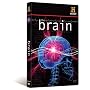 The Brain