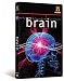 The Brain
