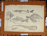 Antique Print C1800-1870 Fish Sturgeon Flounder Carp