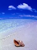 Shell on Beach, Fish-Eye, Cook Islands Photographic Poster Print by Peter Hendrie, 12x16