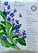 Borage Certified Organic Seeds