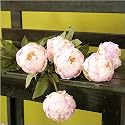 Peony Cupped Cream Pink Stems