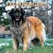 Leonbergers: 2003