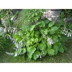 Hosta - Funkie - LILIACEAE
