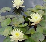 Hughes Water Gardens Texas Dawn Hardy Waterlily (2 Plants)