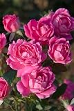 TWIN PACK - Double Knockout Rose (PINK)