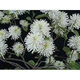 フォッサギラマヨール(シロバナマンサク)白花 小庭に 植木 苗木 花木 落葉低木