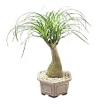 Ponytail Bonsai