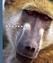 Baboons (World of Mammals (Childs World))