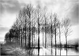 Trees in Normandy photographic art print 24x30cm by Bill Philip