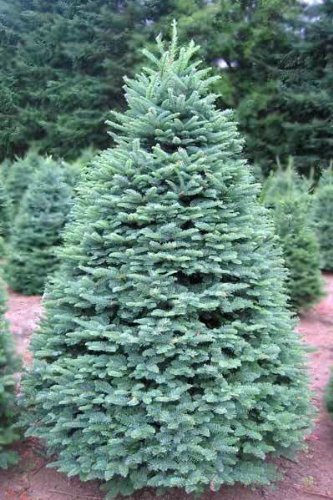 Image #1 of Blue Noble Fir
