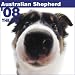 Australian Shepherd The Dog 2008 Wall Calendar