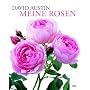Meine Rosen
