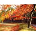 Maple Trees Near Villa Katsura Subject Photographic Poster Print, 40x30