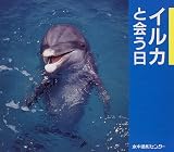 イルカと会う日