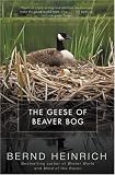 The Geese of Beaver Bog