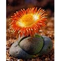 Tropica - Sukkulenten - Lebender Granit (Pleiopilos nelii) - 40 Samen