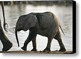 Baby Elephant Follows After Its Mother Canvas Print / Canvas Art - Artist Nicole Duplaix