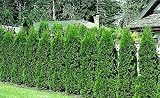 Eigenschaften tropical.garden  / Thuja occidentalis - Thuja occidentalis 50K