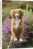 IMAGE OF Canvas Prints of JD-20839 Dog. Nova Scotia Duck Tolling Retriever standing on tree stump from Ardea Wildlife Pets
