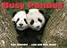 Busy Pandas (A Busy Book)