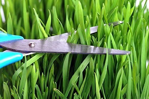 Premium Wheatgrass/ Cat Grass Seeds. Non-GMO, USDA Organic. For Shots, Juicers, Trays, Kits and Planters. Resealable Packaging. Bonus How to Grow eBook. Great Holiday, Christmas Gift/ Stocking Stuffer