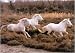 Equus Camargue (France) photographic art print 30x40 cm by Hans Silvester