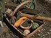 Basket of Historically Accurate Colonial Gardening Tools Photographic Poster Print by Stephen St. John, 12x16