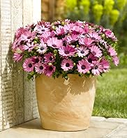Large Patio Pot - Osteospermum