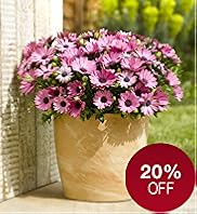 Large Patio Pot - Osteospermum