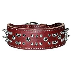 2 in. Spiked &nbsp; Studded Latigo Protector Dog Collar model 6019 Burgundy (Burgundy, 21 in.)