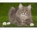 Photographic Prints of Cat - Siberian Blue Mackerel Tabby - sitting down on grass amongst flowers from Ardea Wildlife Pets