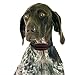 Small Dog Collar | Barking Collars for Small Dogs | Bark Control Collars for Dogs | Bark Collar for Small Dogs | Anti Barking Collar for Dogs | Dog Vibration Collar