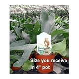 Staghorn Fern 3.25