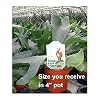 Staghorn Fern 3.25" pot - EXOTIC - Platycerium