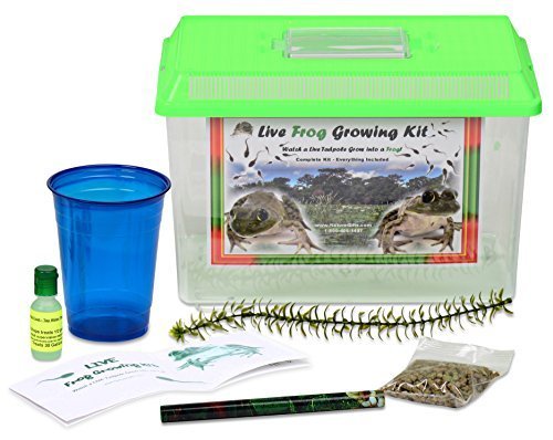 LIVE Frog Growing Kit SHIPPED WITH 2 Tadpoles- Leopard Frog