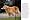For the Love of Golden Retrievers HardCover Book