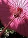 PaperLanternStore.com 32 Inch Fuchsia/Hot Pink Paper Parasol Umbrella, Scallop Shaped