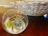 Cheap Deals on Air Plant Tillandsia with Hanging Glass Globe and Seashells Kit Great Little Houseplant By Hinterland Trading by Hinterland Trading