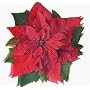 Sisson Imports Poinsettias, Pack of 20