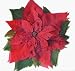 Sisson Imports Poinsettias, Pack of 20