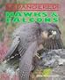 Hawks & Falcons (Endangered!)
