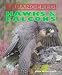 Hawks & Falcons (Endangered)