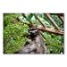 Poster art print: THREE TOED SLOTH SLOW (A3 maxi - 29.4x43.8cm / 11.6x17.2in, semi-gloss satin paper)