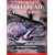 Western Steelhead Fishing Guide