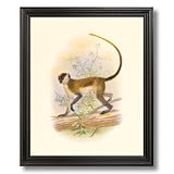Tropical Tree Monkey Climbing Animal Wildlife Home Decor Wall Picture Black Framed Art Print