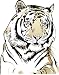 Wallmonkeys Peel and Stick Wall Decals - Tiger - Removable Graphic